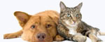 Pet Stain Removal, Carpet Cleaning